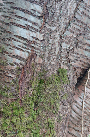 Photographie intitulée "Birch bark" par Pascal Carro (ORAK), Œuvre d'art originale, Photographie numérique