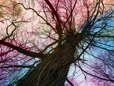 Photography titled "Sky Root #1" by Pascal Carro (ORAK), Original Artwork, Digital Photography