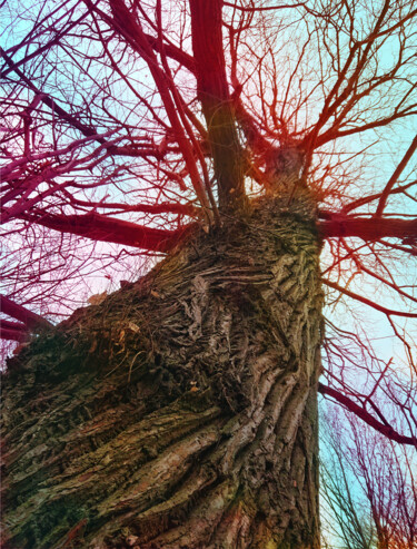 Photography titled "Sky root #2" by Pascal Carro (ORAK), Original Artwork, Digital Photography