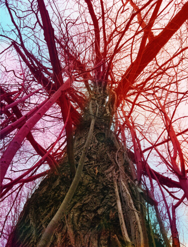 Photography titled "Sky root #3" by Pascal Carro (ORAK), Original Artwork, Digital Photography