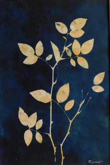 印花与版画 标题为“21 x 30_VEGETAL 45” 由Cornelia Tersanszki, 原创艺术品, 光绘摄影 安装在纸板上
