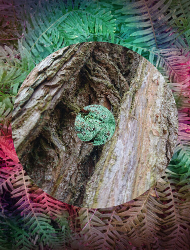 Photography titled "Nature Circle #1" by Pascal Carro (ORAK), Original Artwork, Manipulated Photography