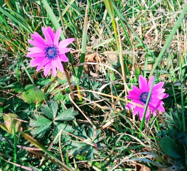 "Fiori di campo" başlıklı Fotoğraf Patrizia Micheloni (Pz20FantaGhiro) tarafından, Orijinal sanat, Dijital Fotoğrafçılık