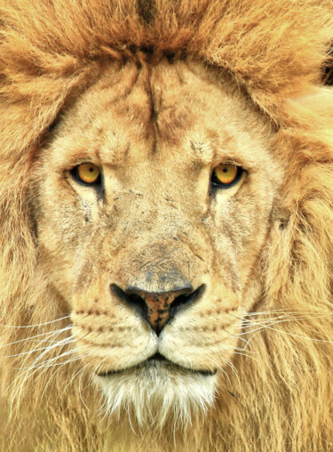 Fotografia intitolato "Le lion" da Cyril Comtat, Opera d'arte originale, Fotografia digitale