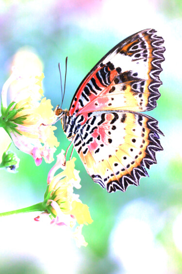 Papillon de lumière Fotografia intitolato "Papillon de lumière" da Cyril Comtat, Opera d'arte originale, Fotografia digitale