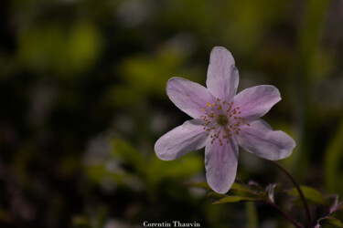 Photography titled "Anémone des bois" by Corentin Thauvin, Original Artwork, Non Manipulated Photography