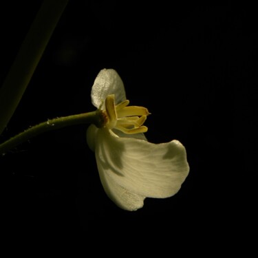 Фотография под названием "(macro) flower" - Doug R. W. Dunigan, Подлинное произведение искусства, Цифровая фотография
