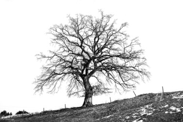 Photography titled "Bum_Eiche1_02_03_20…" by Gerhard Bumann, Original Artwork, Digital Photography