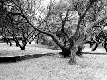 Arbres tordus, île du Gaou