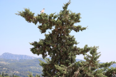 Photography titled "Bird" by Vaïni, Original Artwork, Digital Photography
