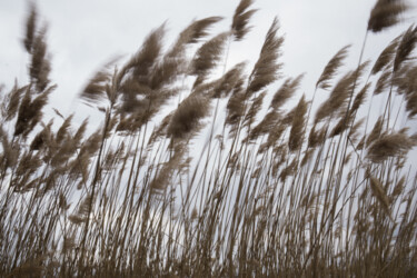 Landscape with reeds #3 Photographie intitulée "Landscape with reed…" par Liliia Kucher, Œuvre d'art originale, Photographie numérique