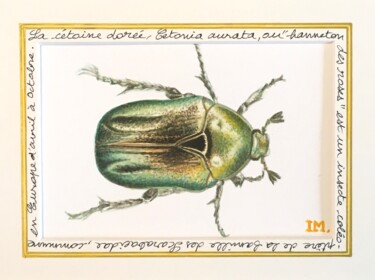 Peinture intitulée "Cétoine dorée" par Isabelle Molinard, Œuvre d'art originale, Aquarelle