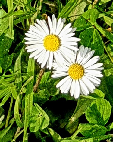 제목이 "Le duo de marguerit…"인 사진 Nathalie Miens로, 원작, 조작되지 않은 사진