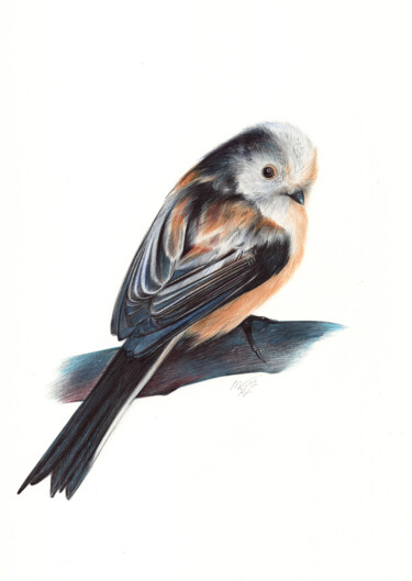 Long-tailed Tit - (Photorealistic Drawing) 图画 标题为“Long-tailed Tit - (…” 由Daria Maier, 原创艺术品, 圆珠笔