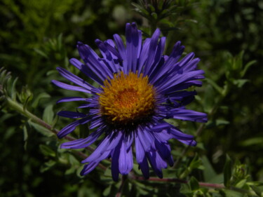 Stunningly Beautiful Wildflower Фотография под названием "Stunningly Beautifu…" - Doug R. W. Dunigan, Подлинное произведение искусства, Цифровая фотография