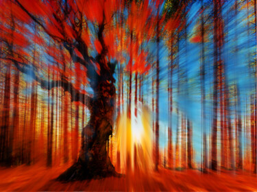 Forrest And Light Large 绘画 标题为“Forrest And Light L…” 由Tony Rubino, 原创艺术品, 丙烯 安装在木质担架架上