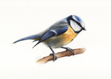 Eurasian Blue Tit (Photorealistic Drawing) Dessin intitulée "Eurasian Blue Tit (…" par Daria Maier, Œuvre d'art originale, Stylo à bille