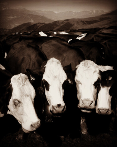 摄影 标题为“Dos de vaches et mo…” 由Eric Leroy (Rico), 原创艺术品, 数码摄影