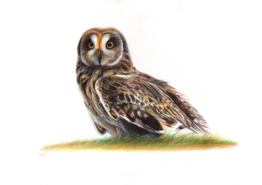 Short-eared Owl - Bird Portrait (Photorealistic Drawing) 图画 标题为“Short-eared Owl - B…” 由Daria Maier, 原创艺术品, 圆珠笔