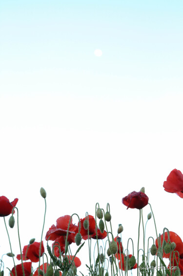 Photographie intitulée "COQUELICOT 5" par Isabelle Deloge, Œuvre d'art originale, Photographie non manipulée