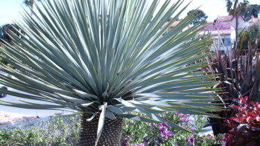 Fotografia intitulada "les cactus" por Musclor, Obras de arte originais, Fotografia digital
