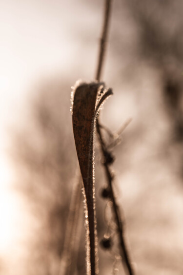 Photography titled "Sans titre 21" by Dominique Borgnet, Original Artwork, Digital Photography