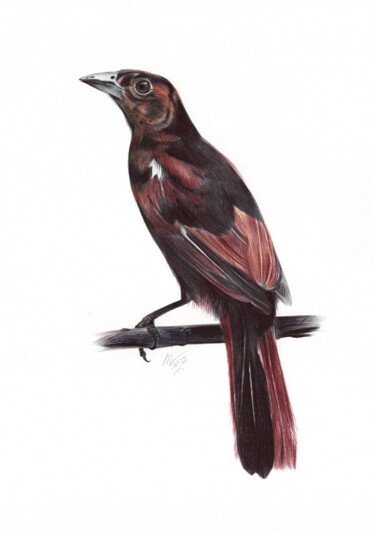 White-lined Tanager - Bird Portrait (Photorealistic Drawing) 图画 标题为“White-lined Tanager…” 由Daria Maier, 原创艺术品, 圆珠笔