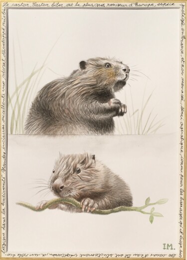 Peinture intitulée "Castor" par Isabelle Molinard, Œuvre d'art originale, Aquarelle