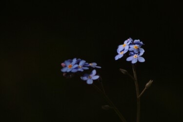 Photography titled "Darken blue" by Corentin Thauvin, Original Artwork, Non Manipulated Photography