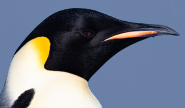 绘画 标题为“Emperor penguin clo…” 由Tony Rubino, 原创艺术品, 丙烯 安装在木质担架架上