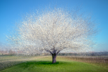 Photography titled "Cerisier En Fleurs,…" by Alain Rappeneau, Original Artwork, Manipulated Photography