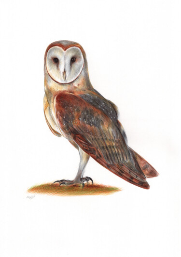 Barn Owl - Bird Portrait (Photorealistic Drawing) Dessin intitulée "Barn Owl - Bird Por…" par Daria Maier, Œuvre d'art originale, Stylo à bille