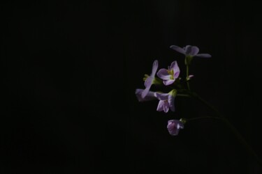 Photography titled "From the shadows" by Corentin Thauvin, Original Artwork, Non Manipulated Photography