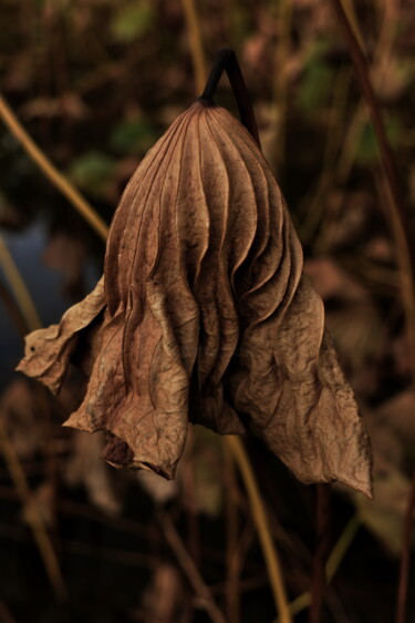 Fotografie mit dem Titel "Robe d'automne" von Christophe Jeanjean, Original-Kunstwerk, Digitale Fotografie