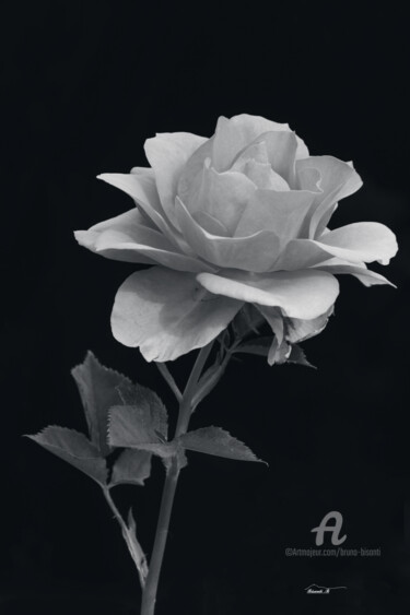 제목이 "Rose en noir et bla…"인 사진 Bruno Bisanti로, 원작, 디지털