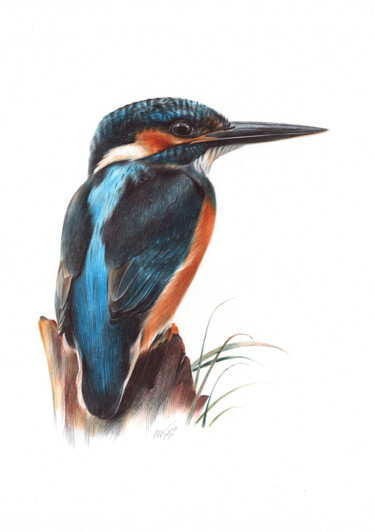 River Kingfisher (Bird Portrait, Photorealistic Drawing) 图画 标题为“River Kingfisher (B…” 由Daria Maier, 原创艺术品, 圆珠笔