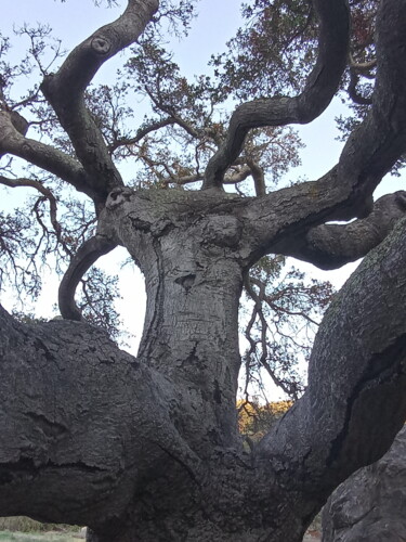 Fotografia zatytułowany „Live Oak” autorstwa Artistry By Ajanta, Oryginalna praca, Fotografia nie manipulowana