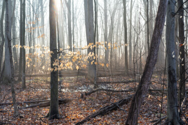 Φωτογραφία με τίτλο "Light in the Forest" από Gwendolyn Roth, Αυθεντικά έργα τέχνης, Μη χειραγωγημένη φωτογραφία