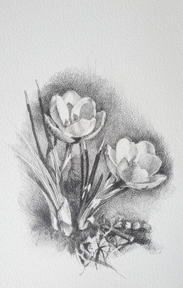 Desenho intitulada "Crocus" por Natasha Sokolnikova, Obras de arte originais, Lápis
