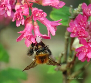 제목이 "Hommel op Ribesbloem"인 사진 Mies De Graaf로, 원작, 조작되지 않은 사진