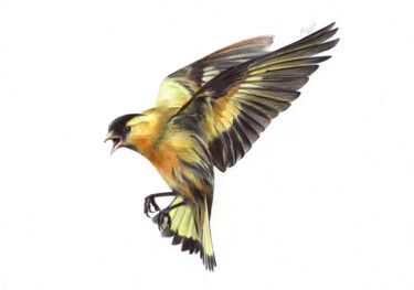 Eurasian siskin (Photorealistic Bird Portrait) 图画 标题为“Eurasian siskin (Ph…” 由Daria Maier, 原创艺术品, 圆珠笔