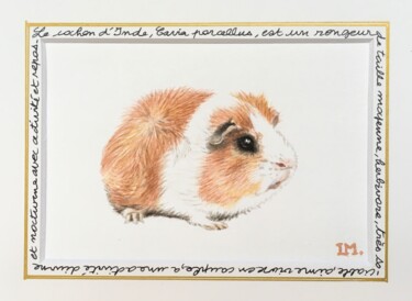 Peinture intitulée "Cochon d’Inde" par Isabelle Molinard, Œuvre d'art originale, Aquarelle