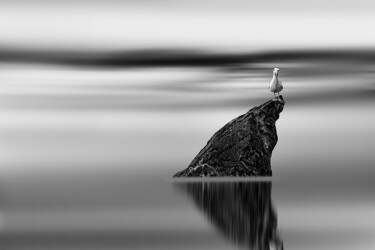Melancholic Bird Limited Edition Of 5 - 36" X 24" Inches Fotografie getiteld "Melancholic Bird Li…" door Milan Karagic, Origineel Kunstwerk, Digitale fotografie