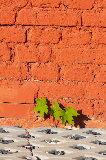 Photography titled "The New Life" by Jarek Rufer, Original Artwork, Digital Photography
