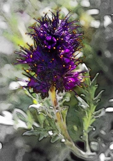 Photography titled "pincushion" by John Stevenson, Original Artwork
