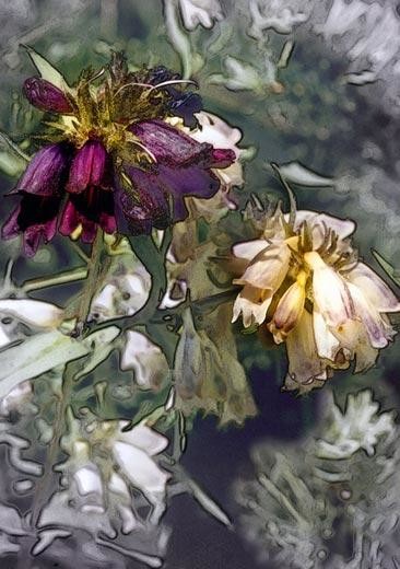 Photography titled "dusky penstemon" by John Stevenson, Original Artwork