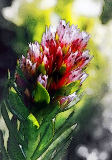 Photography titled "rose crown" by John Stevenson, Original Artwork
