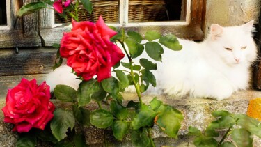 摄影 标题为“Le chat et les rose…” 由Michel Akli, 原创艺术品, 数码摄影