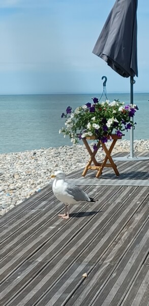 摄影 标题为“Goeland aux Mouette…” 由Catdicop, 原创艺术品, 非操纵摄影