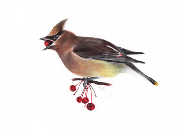 Bohemian Waxwing (Realistic Ballpoint Pen Bird Portrait) Dessin intitulée "Bohemian Waxwing (R…" par Daria Maier, Œuvre d'art originale, Stylo à bille